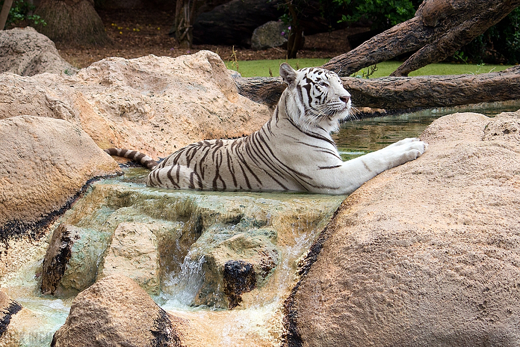 White Tiger