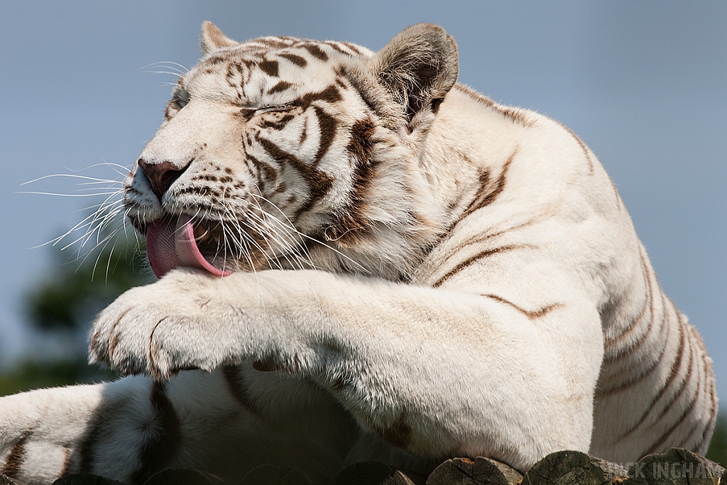 White Tiger