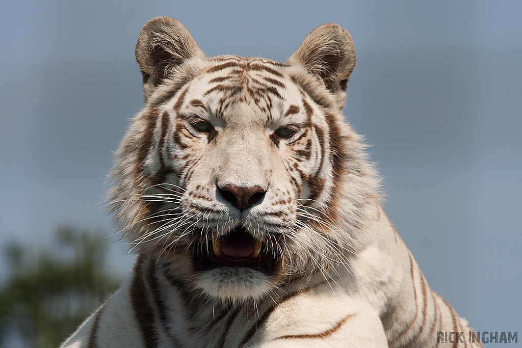 White Tiger