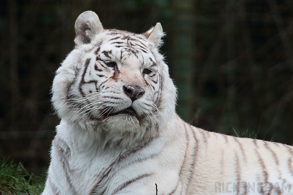 White Tiger