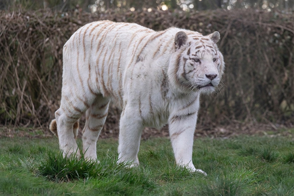White Bengal Tiger