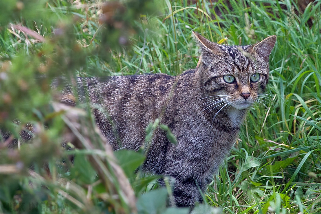 Scottish Wildcat