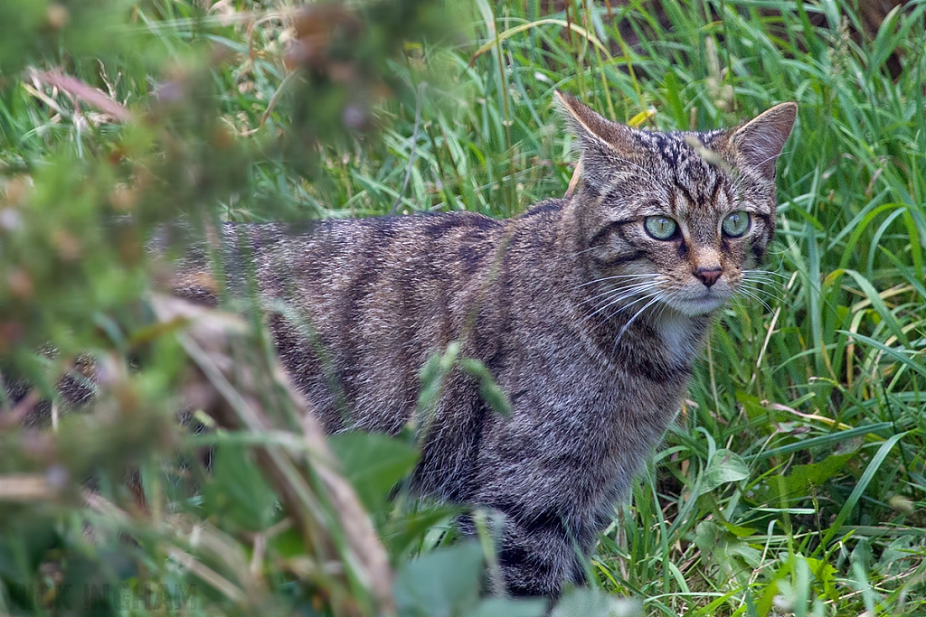 Scottish Wildcat