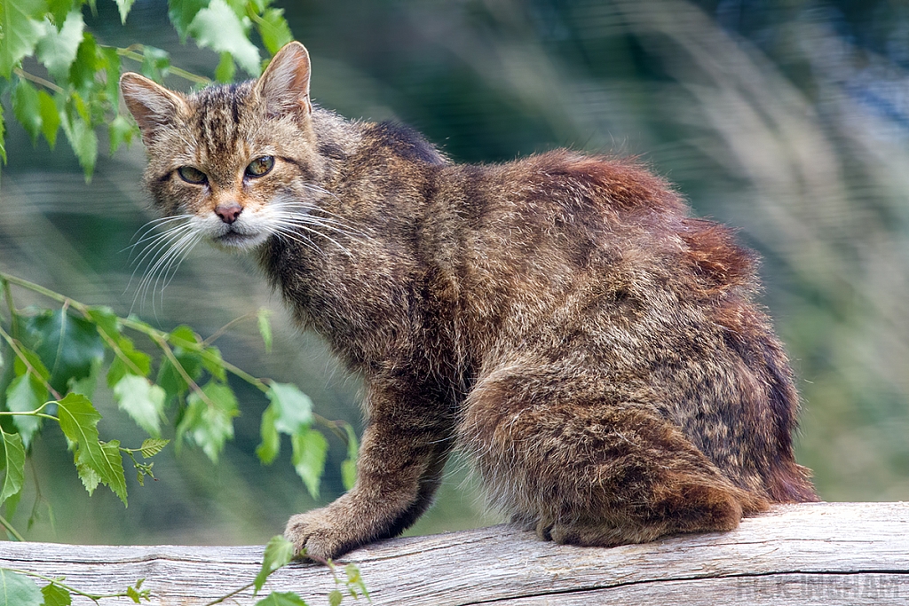 Scottish Wildcat