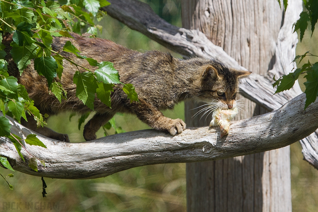 Scottish Wildcat