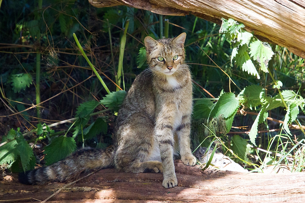 Scottish Wildcat