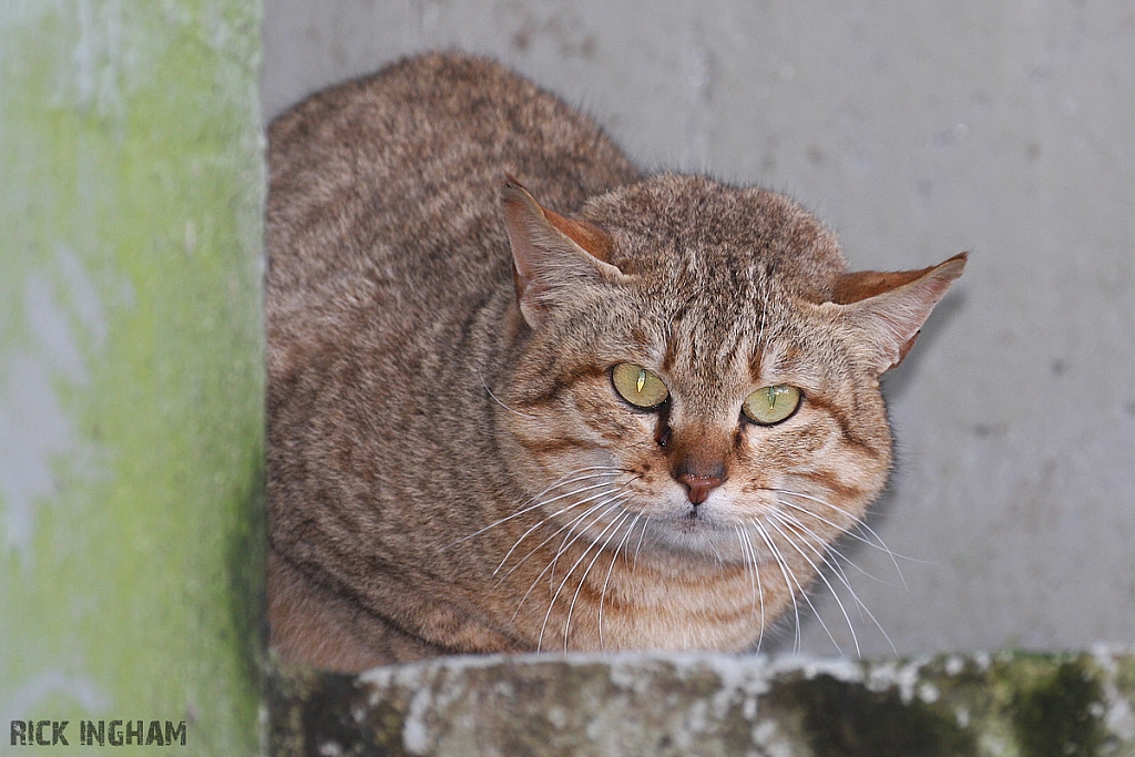 Asiatic Wildcat