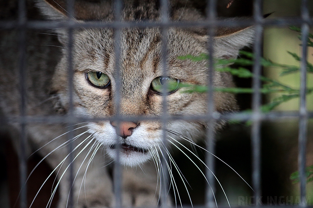 European Wildcat