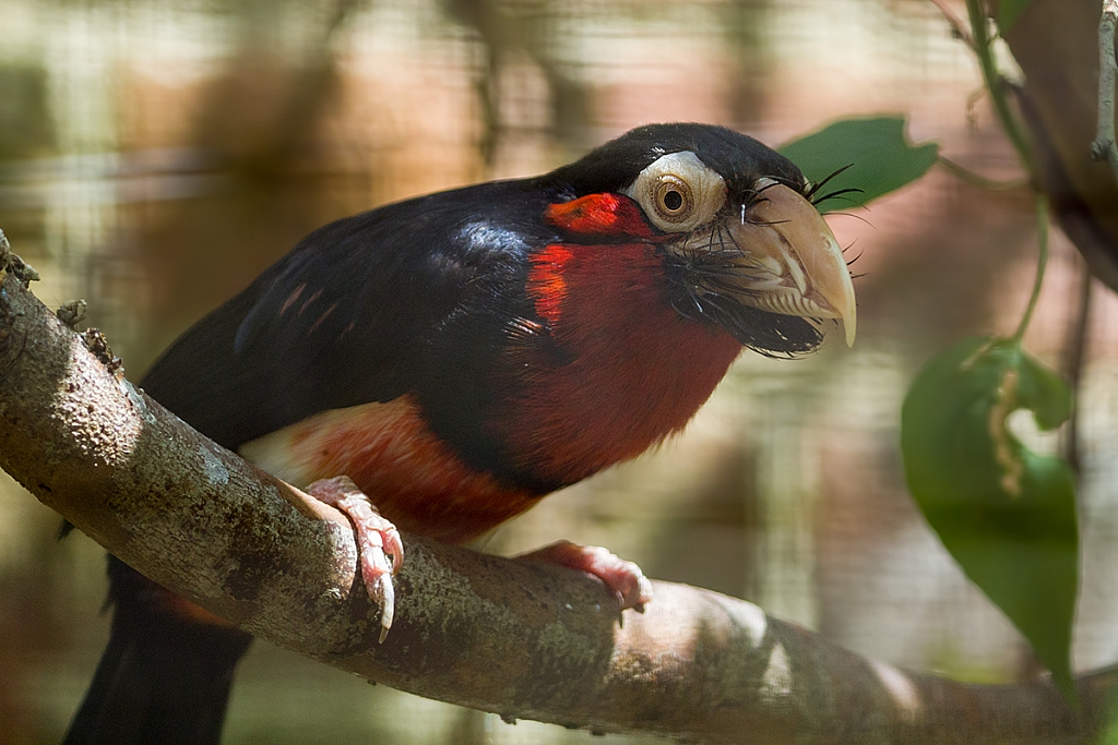 Bearded Barbet