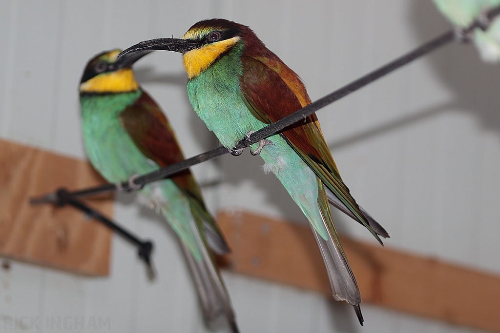 European Bee-Eater