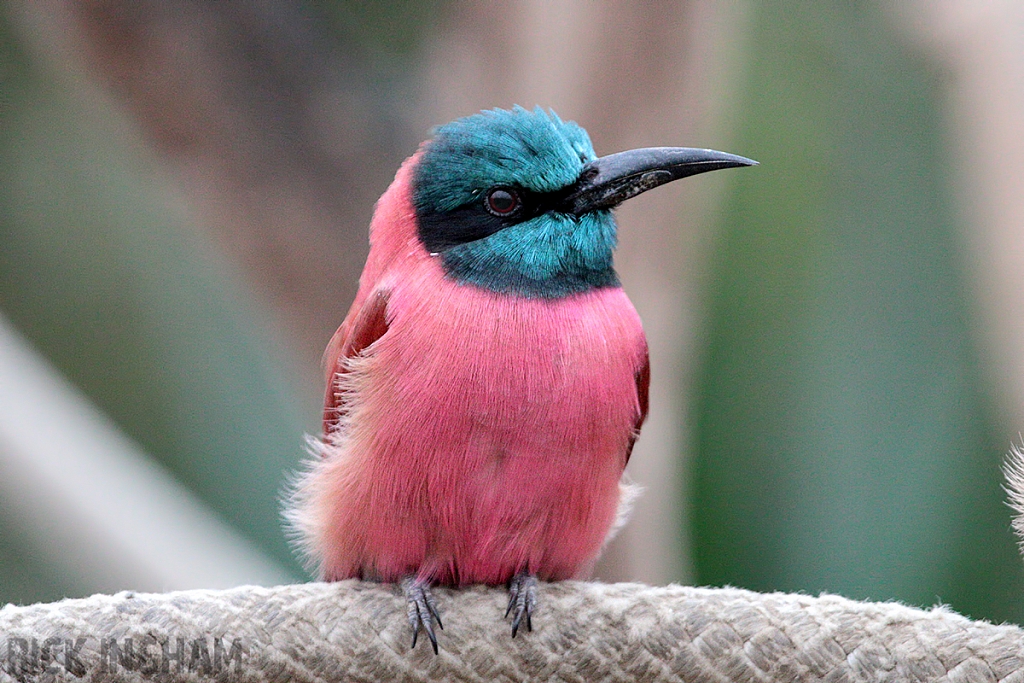 Northern Carmine Bee-eater