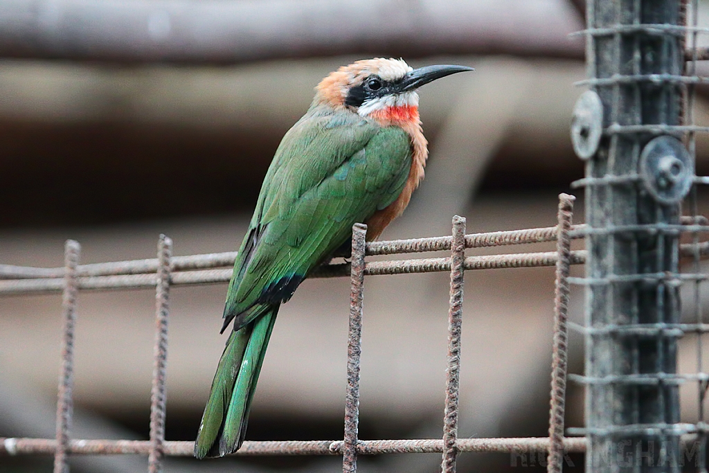 White Fronted Bee-eater