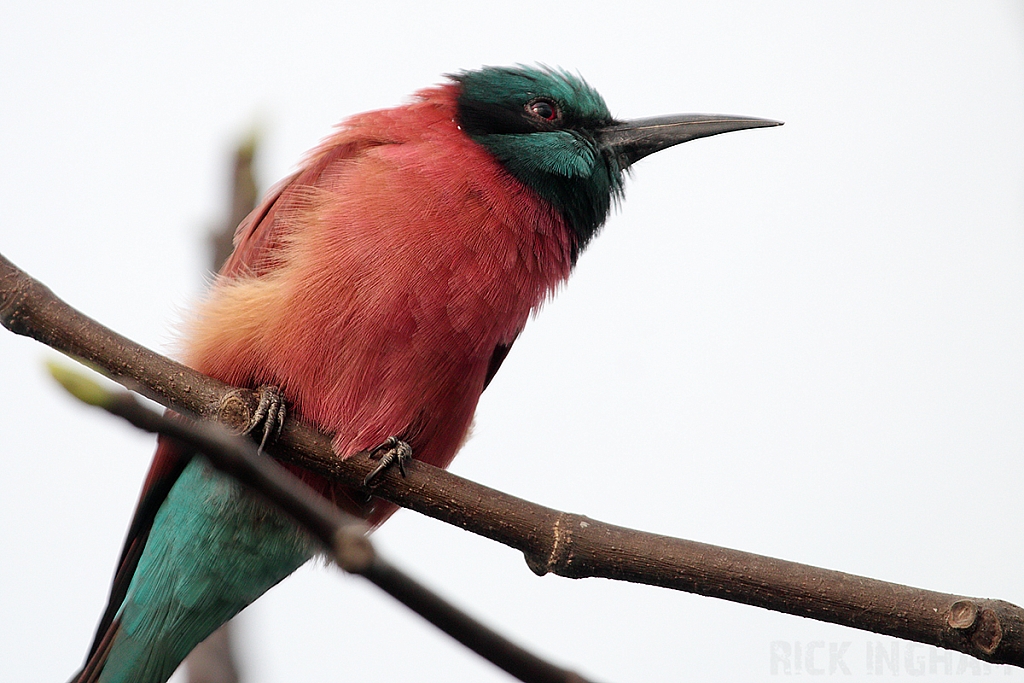 Northern Carmine Bee-eater