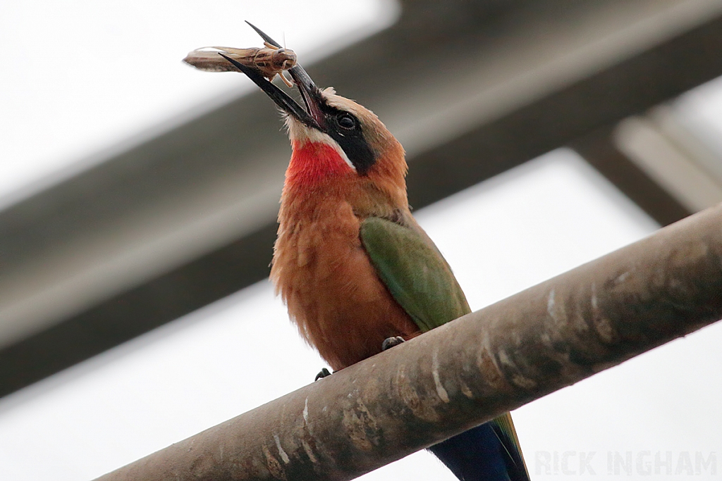White Fronted Bee-eater