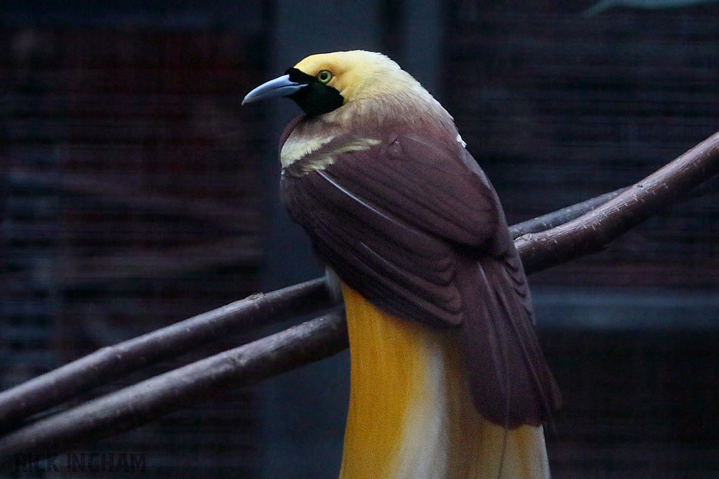 Lesser Bird-of-paradise