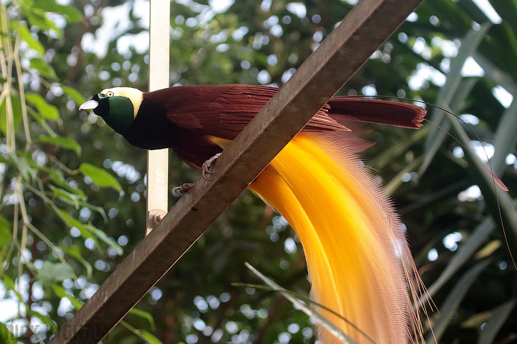 Greater Bird-of-paradise