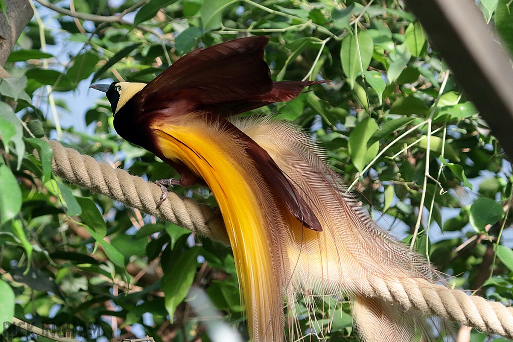 Greater Bird-of-paradise