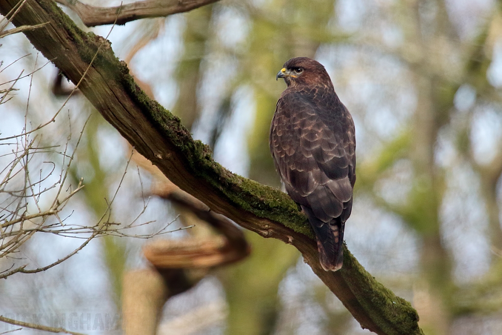 Common Buzzard