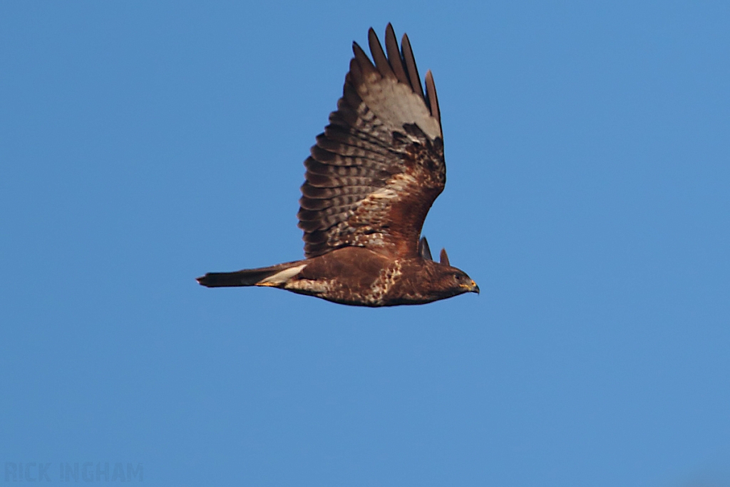 Common Buzzard