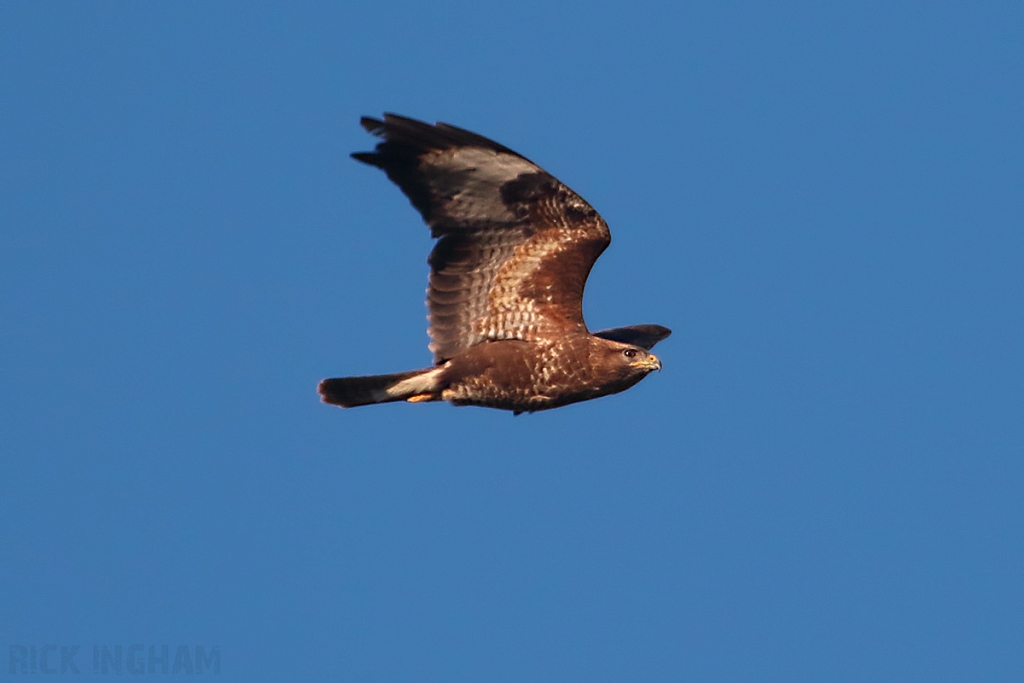 Common Buzzard