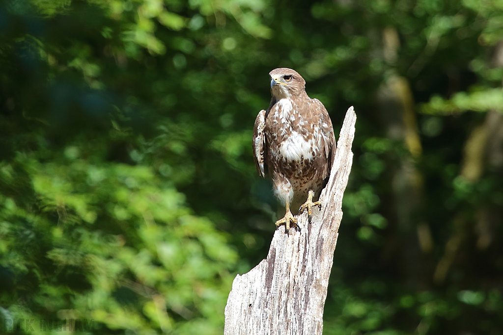 Common Buzzard