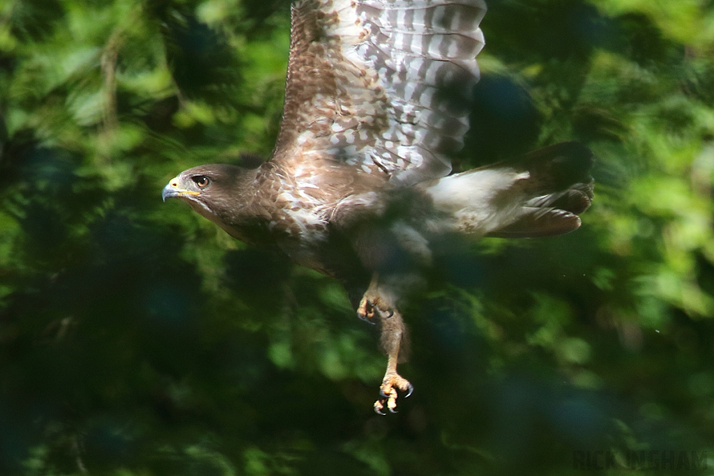 Common Buzzard