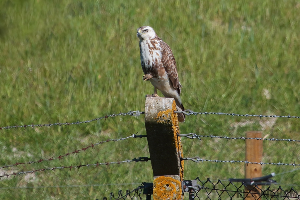 Common Buzzard
