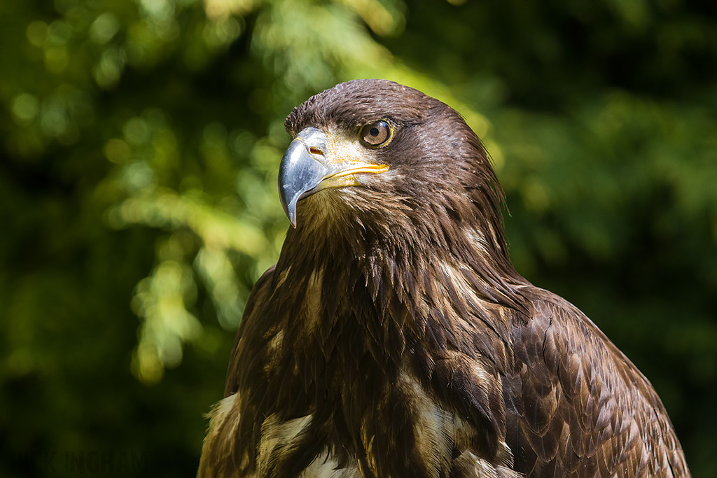 Bald Eagle | Juvenile