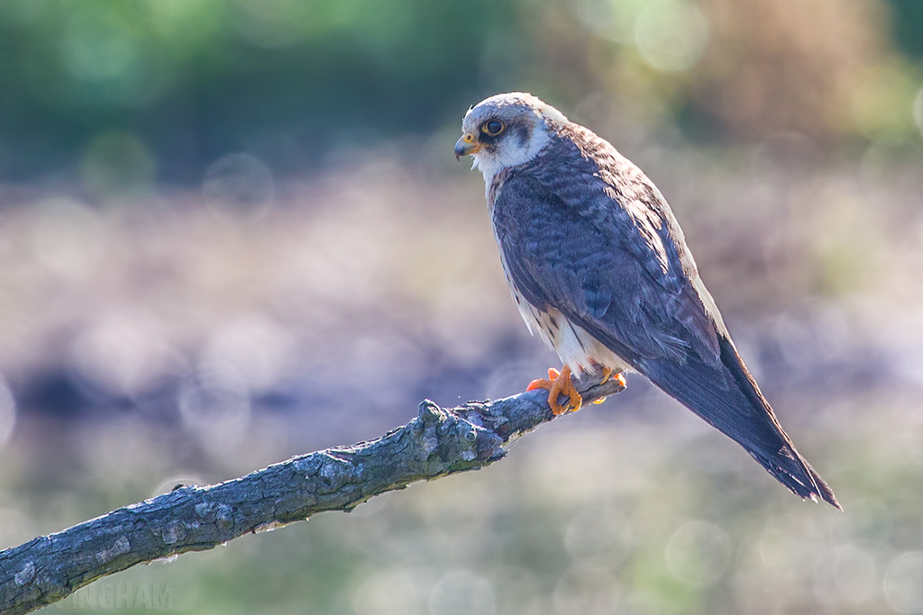 Red Footed Falcon | 1st Summer Female