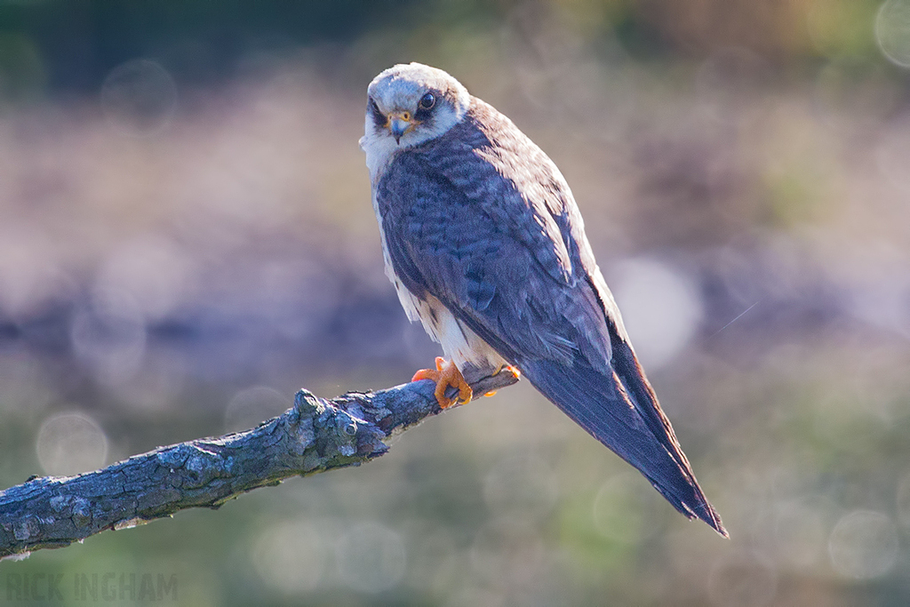 Red Footed Falcon | 1st Summer Female