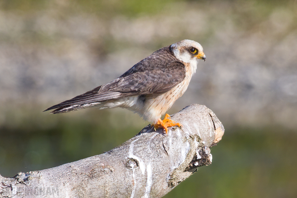 Red Footed Falcon | 1st Summer Female