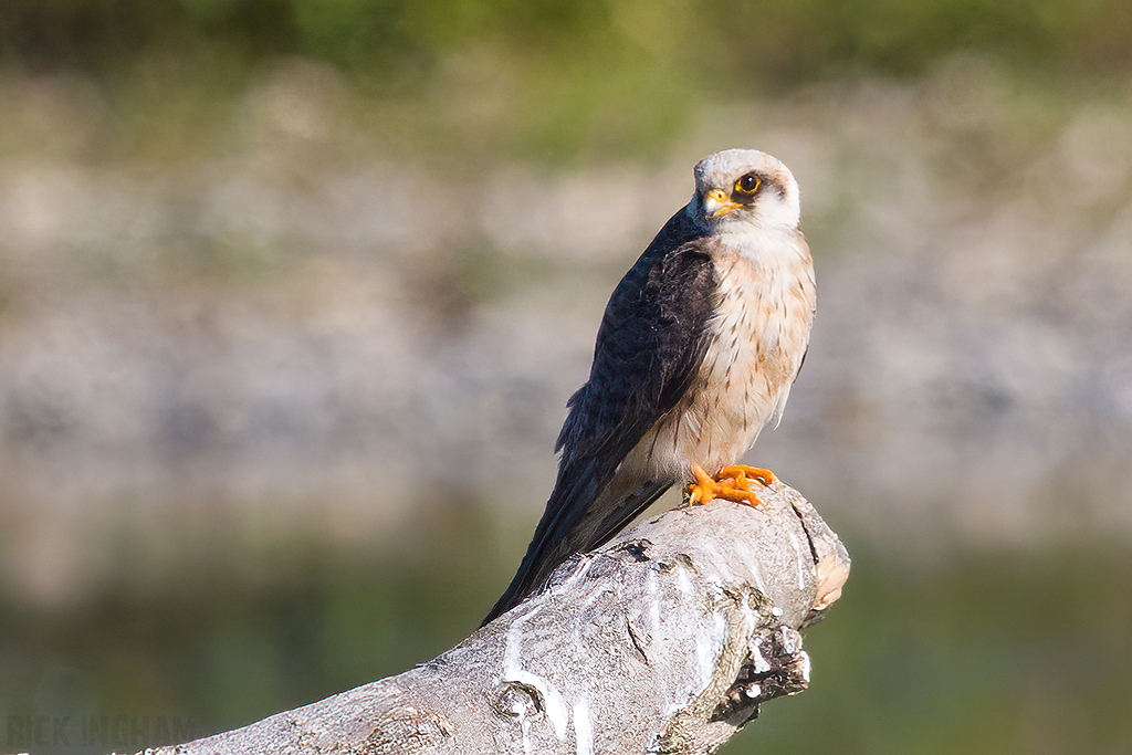 Red Footed Falcon | 1st Summer Female