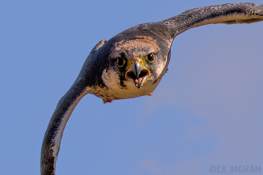 Lanner Falcon