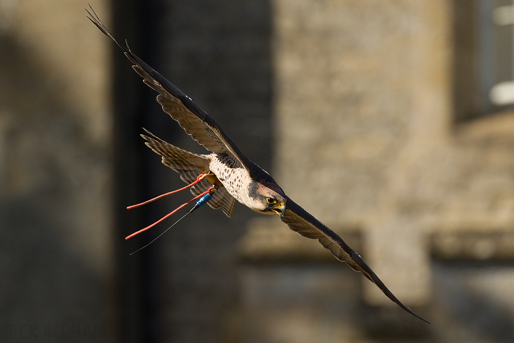 Lanner Falcon