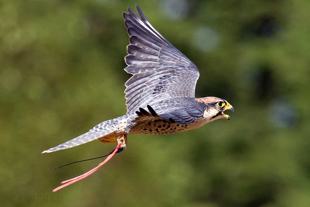 Lanner Falcon