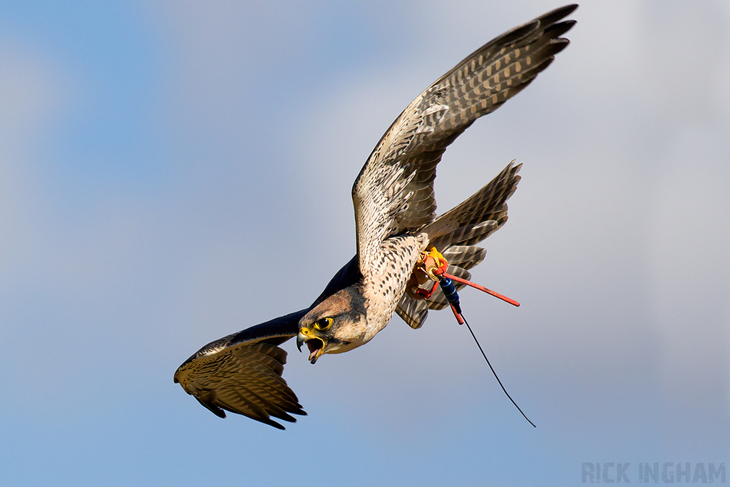 Lanner Falcon