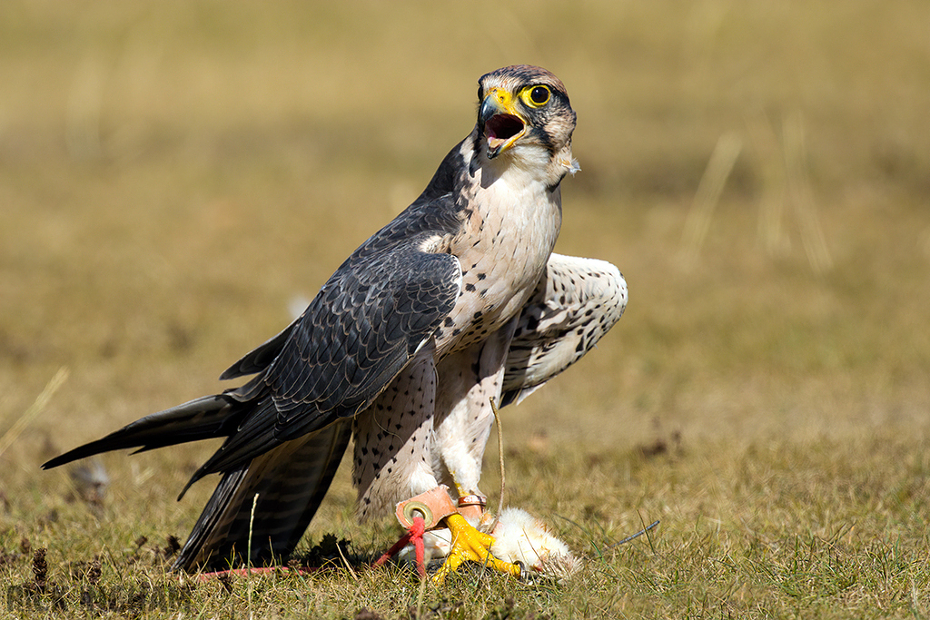 Lanner Falcon