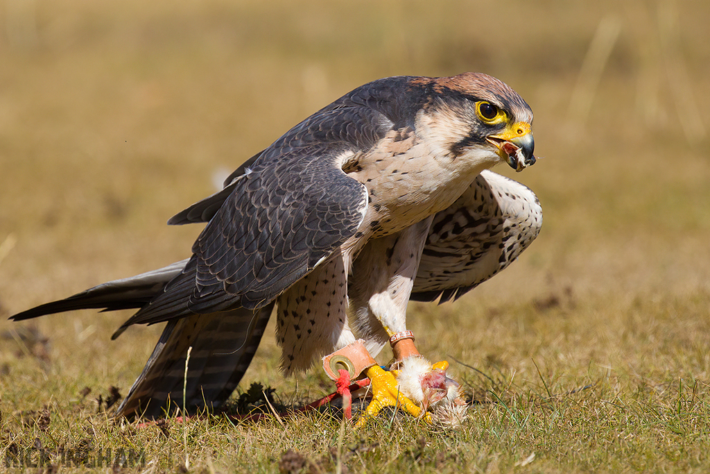 Lanner Falcon