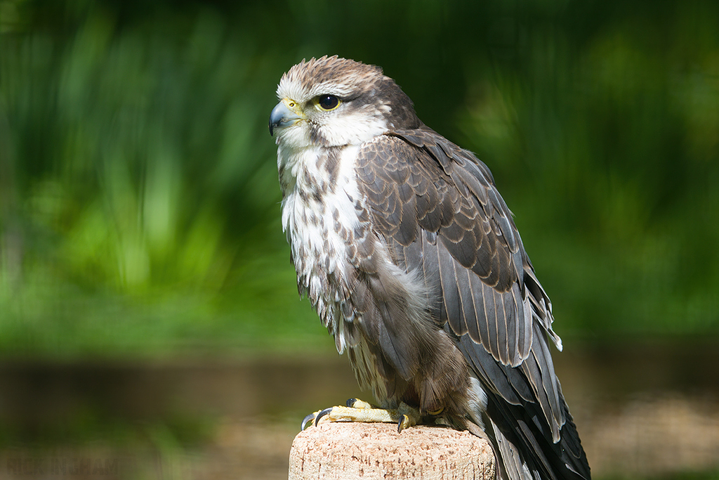 Saker Falcon