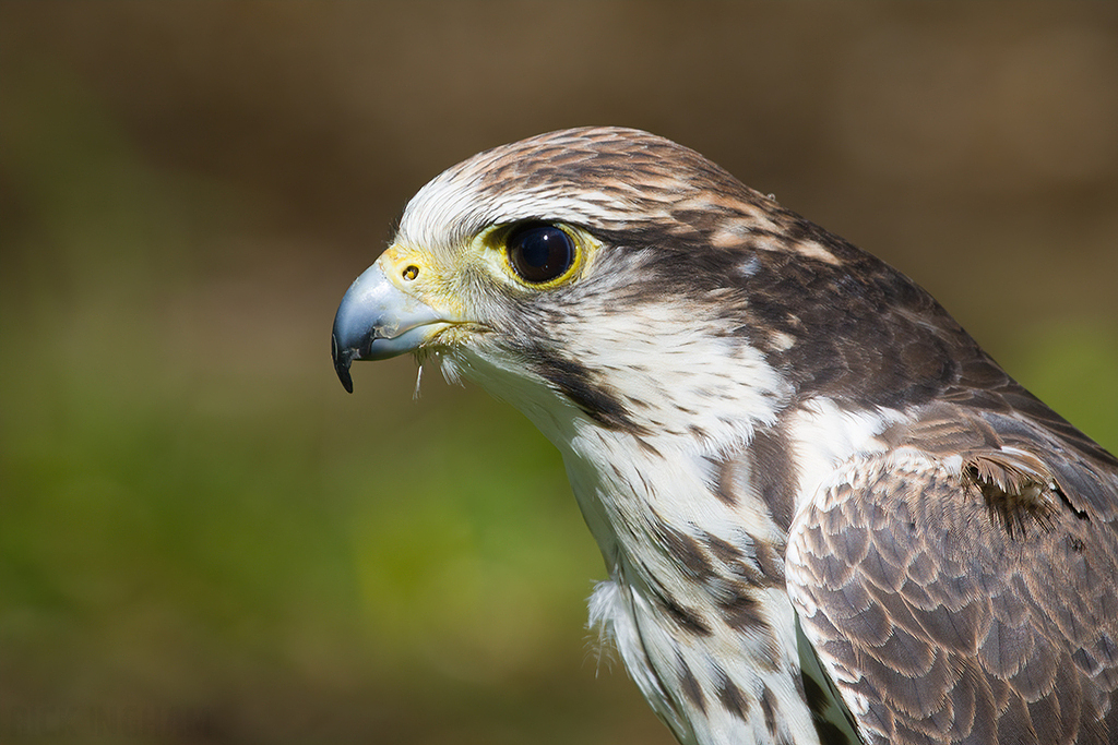 Saker Falcon