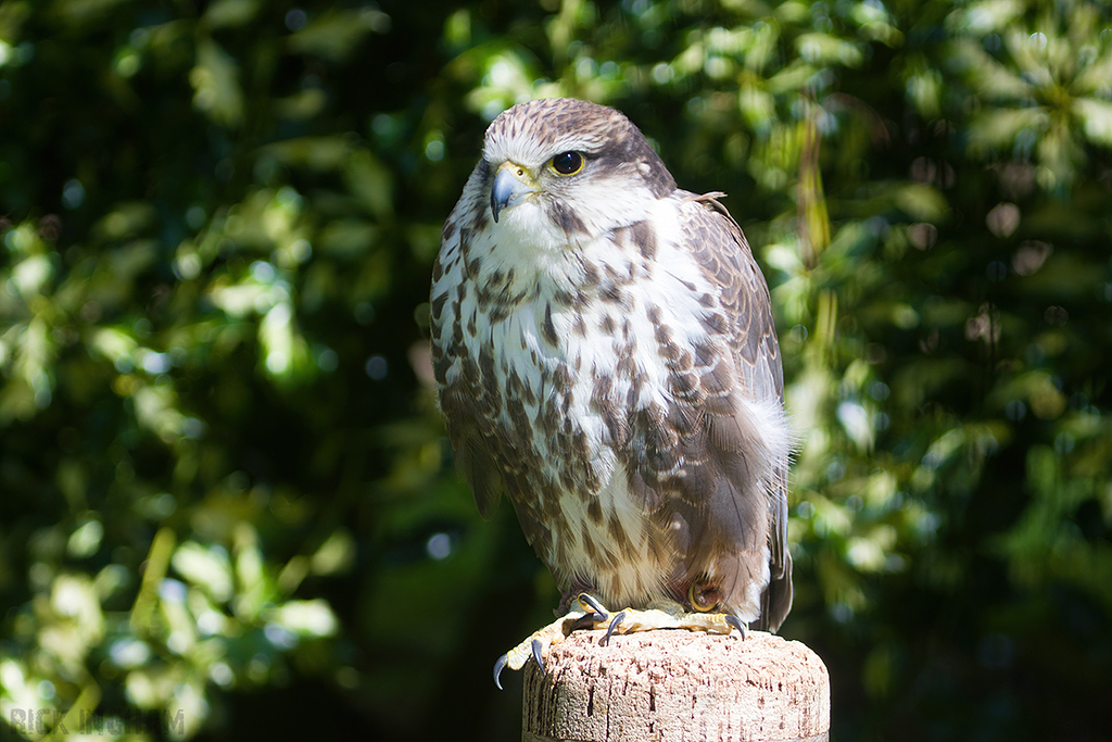 Saker Falcon