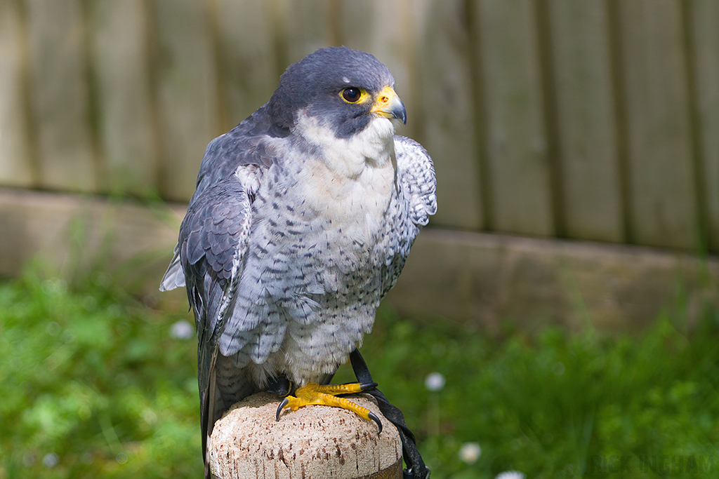 Peregrine Falcon