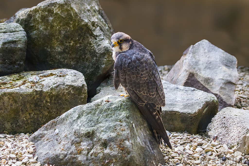 Lanner Falcon