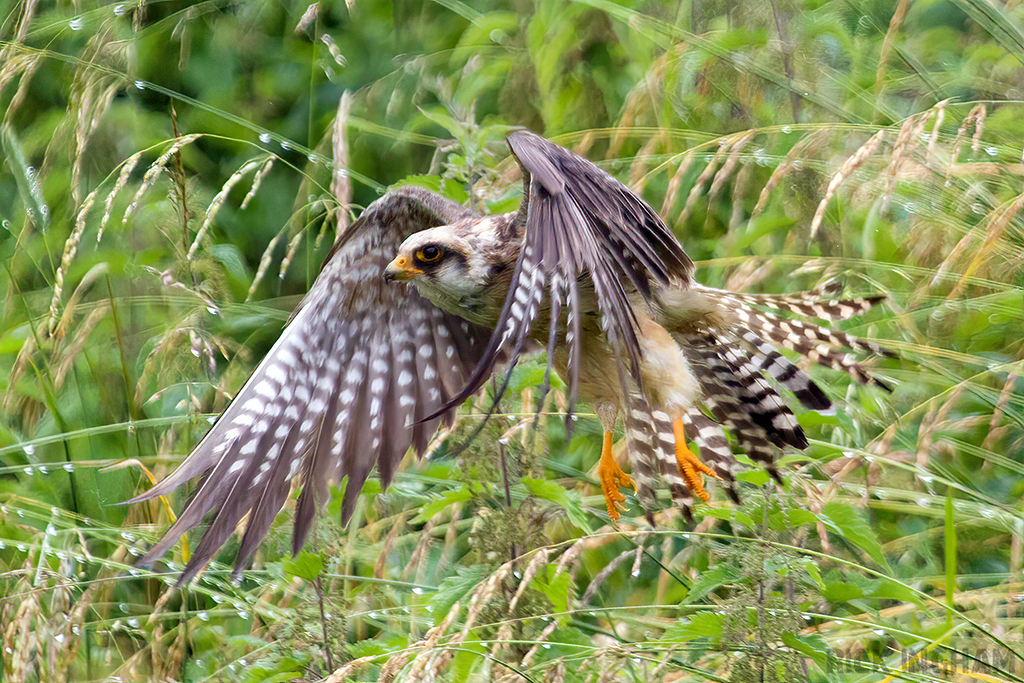 Red Footed Falcon | 1st Summer Female