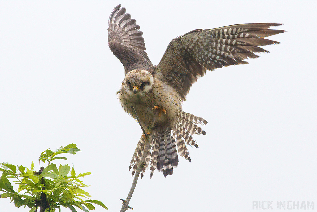 Red Footed Falcon | 1st Summer Female