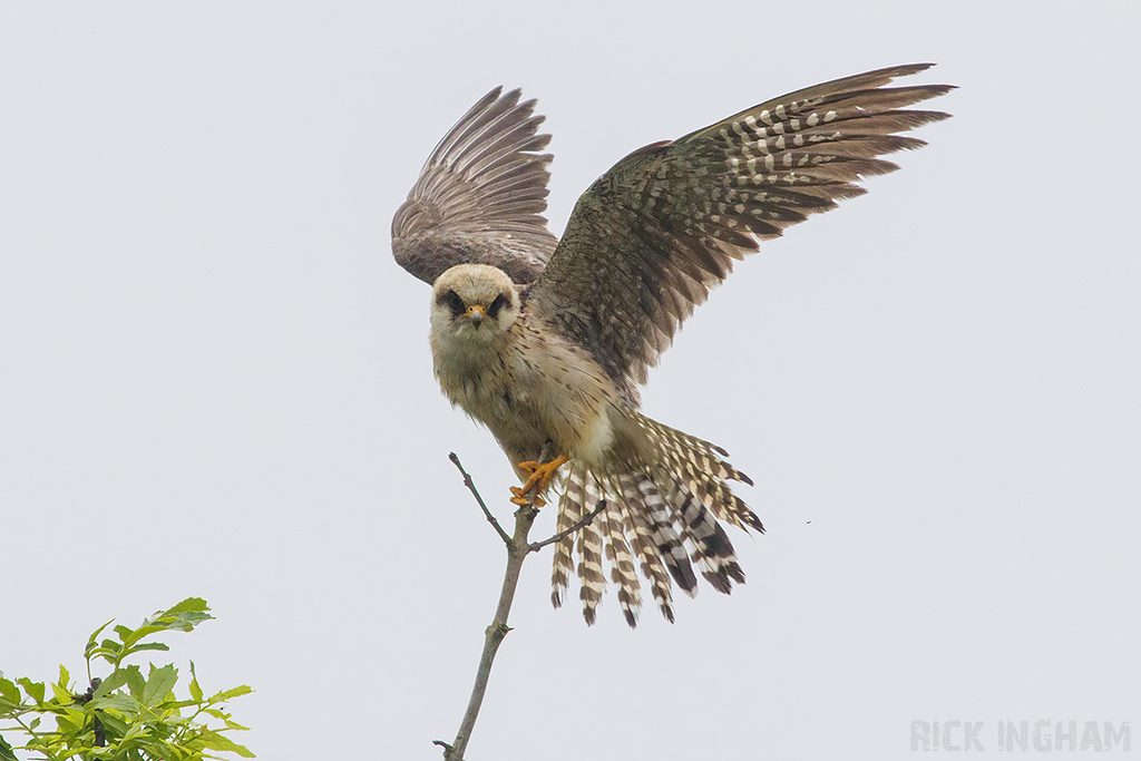 Red Footed Falcon | 1st Summer Female