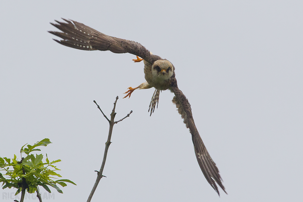Red Footed Falcon | 1st Summer Female