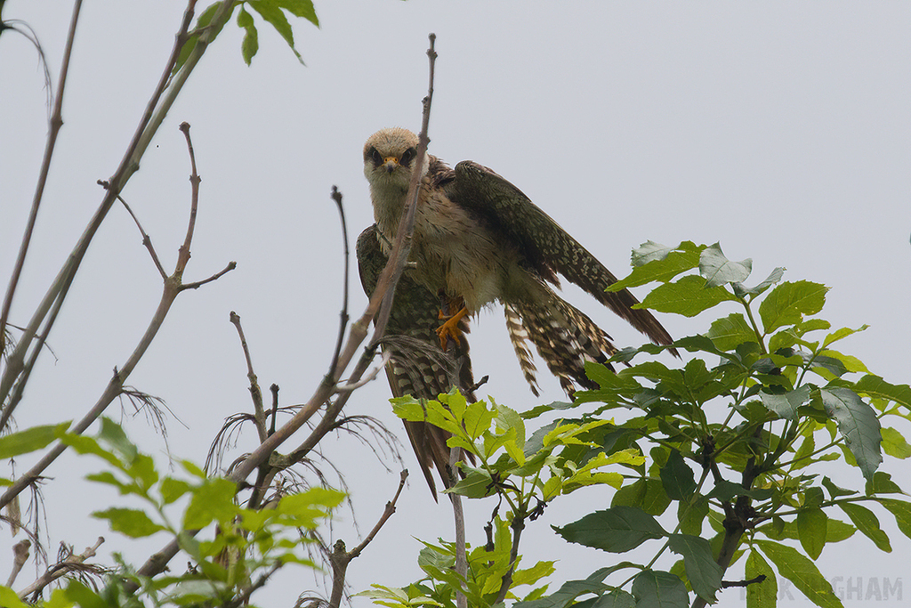 Red Footed Falcon | 1st Summer Female