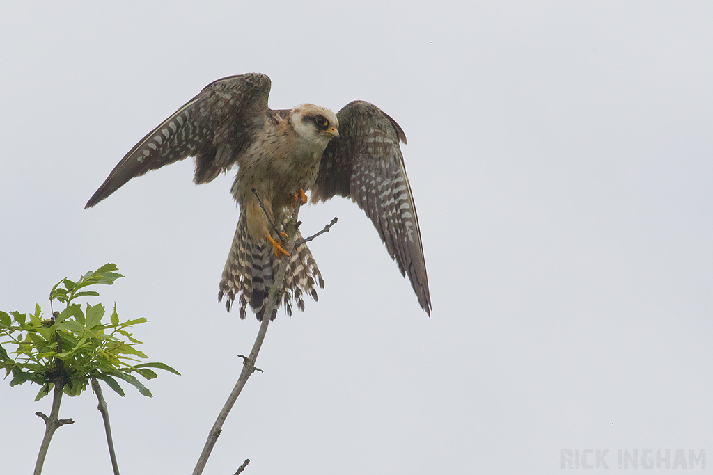 Red Footed Falcon | 1st Summer Female