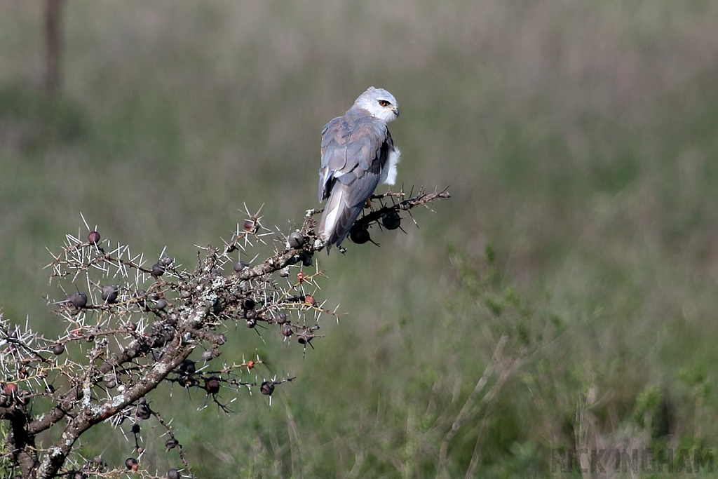 African Pygmy Falcon
